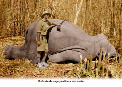 Elefante de caça pratica a sua sesta.